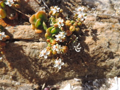 Pharnaceum cordifolium