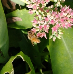 Apis mellifera