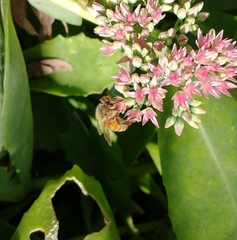 Apis mellifera