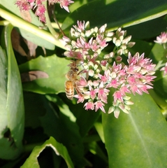 Apis mellifera