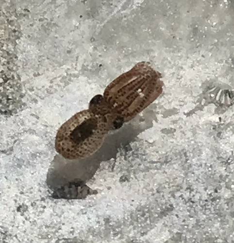 Octopus joubini