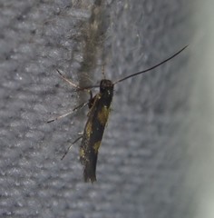 Euspilapteryx auroguttella