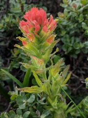 Castilleja wightii