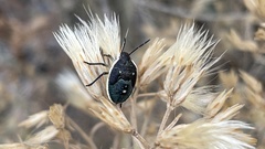 Chlorochroa sayi