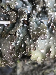 Punctelia stictica