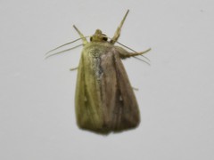 Leucania oaxacana