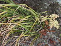 Stenanthium leimanthoides