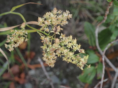 Stenanthium leimanthoides