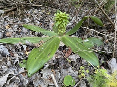 Eucomis regia
