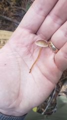 Strobilurus albipilatus