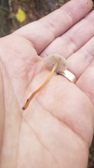 Strobilurus albipilatus