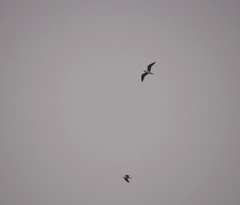 Chroicocephalus cirrocephalus