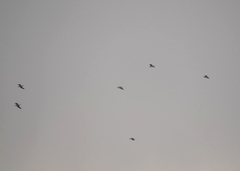 Chroicocephalus cirrocephalus