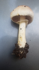 Agaricus kerriganii