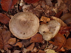 Lactarius fluens