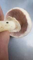 Agaricus kerriganii