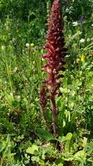 Orobanche sanguinea
