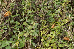 Puccinia menthae