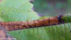 Phyllonorycter ostryaefoliella