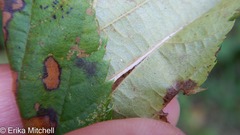 Phyllonorycter ostryaefoliella