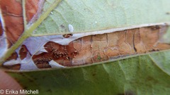 Phyllonorycter ostryaefoliella