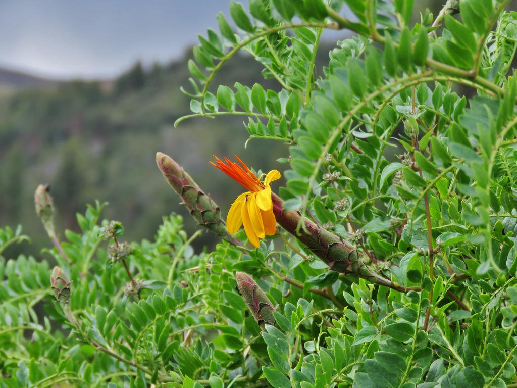 chinchircuma