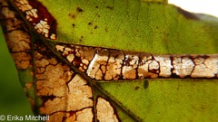 Phyllonorycter ostryaefoliella