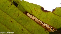 Phyllonorycter ostryaefoliella