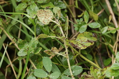 Puccinia menthae