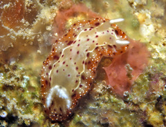 Goniobranchus decorus image