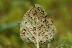 Puccinia menthae