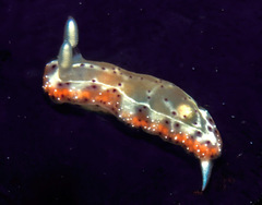 Goniobranchus decorus image