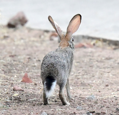 Lepus saxatilis