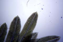 Fissidens dubius