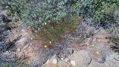 Crocanthemum scoparium