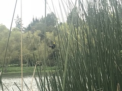 Chrysomus icterocephalus