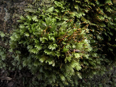 Fissidens dubius