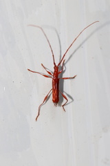 Chenoderus testaceus