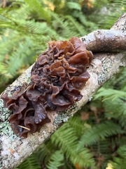 Phaeotremella frondosa