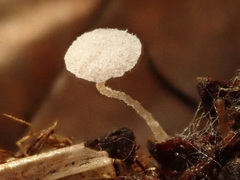 Hemimycena subtilis