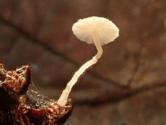 Hemimycena subtilis
