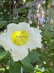 Gordonia lasianthus