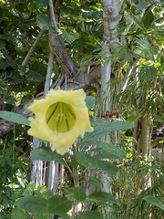 Gordonia lasianthus