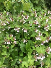 Symphytum × hidcotense