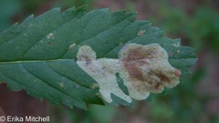 Agromyza valdorensis