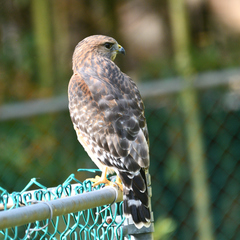 Buteo lineatus