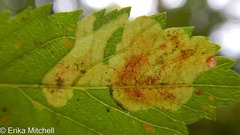 Agromyza valdorensis