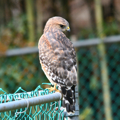Buteo lineatus