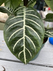 Aphelandra squarrosa