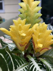 Aphelandra squarrosa